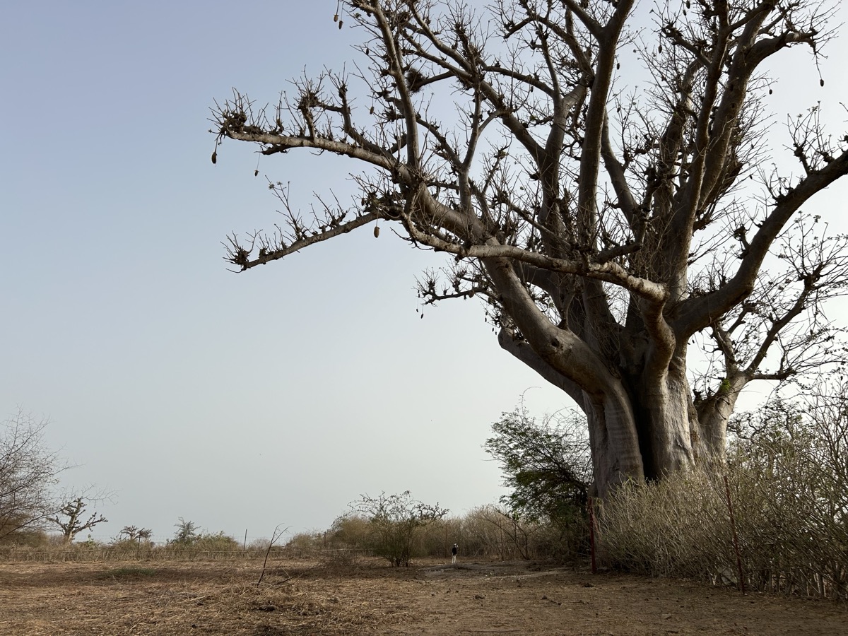 Baobab majestueux dans le Sahel