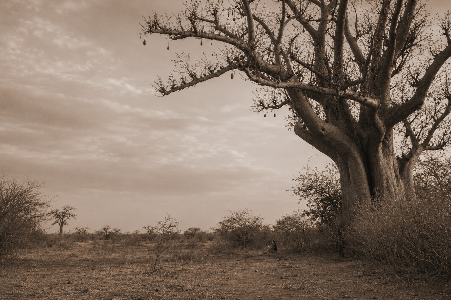 Personne assise sous un grand baobab dans le Sahel