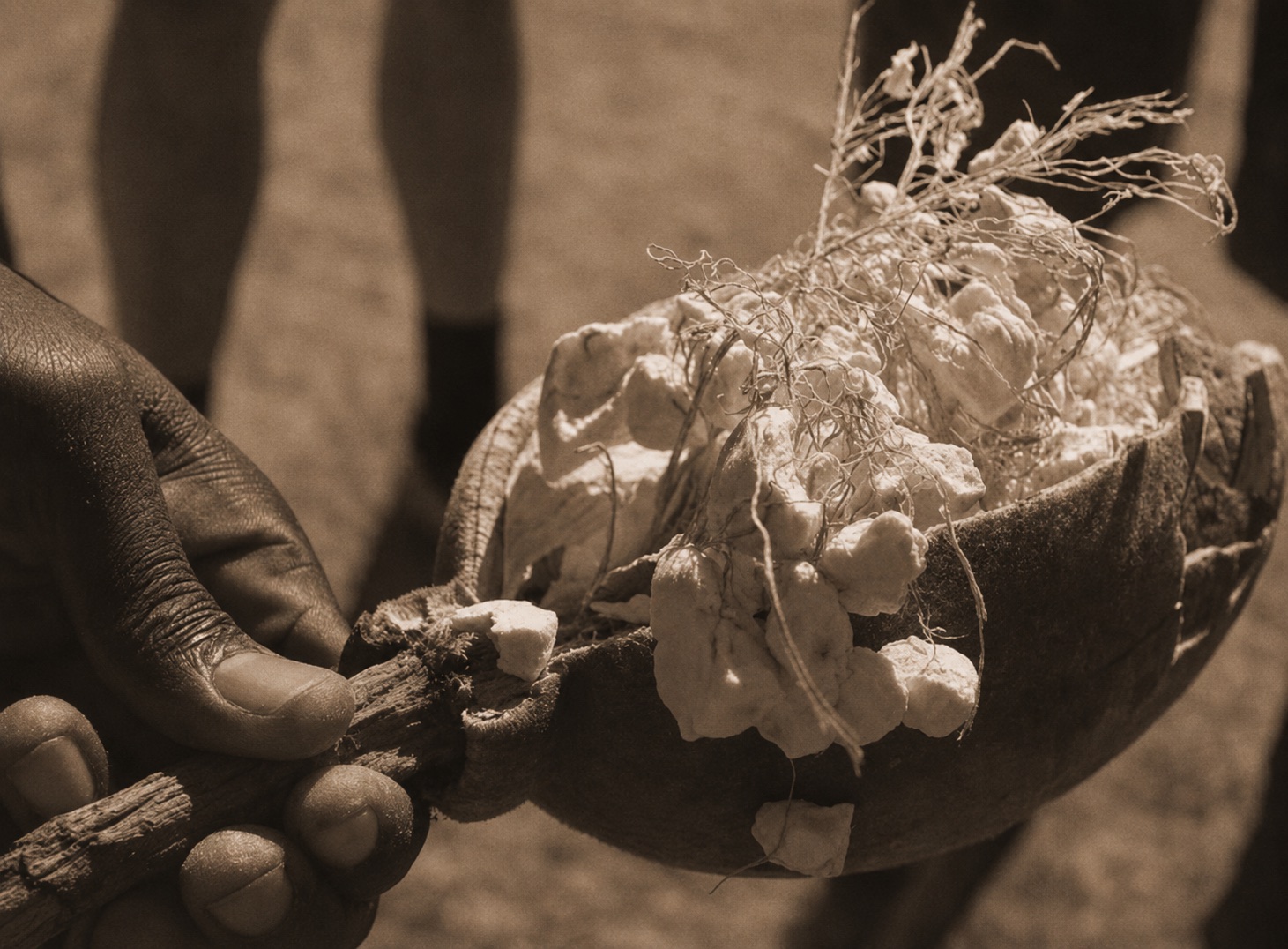 Mains tenant un fruit de baobab ouvert